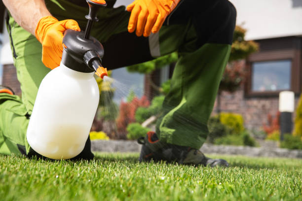 Best Flea Control Services  in Paradise Hills, NM