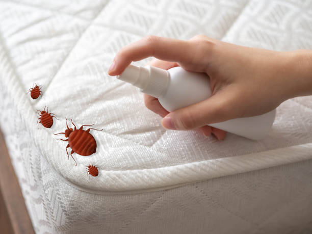 Best Pest Removal Services  in Paradise Hills, NM