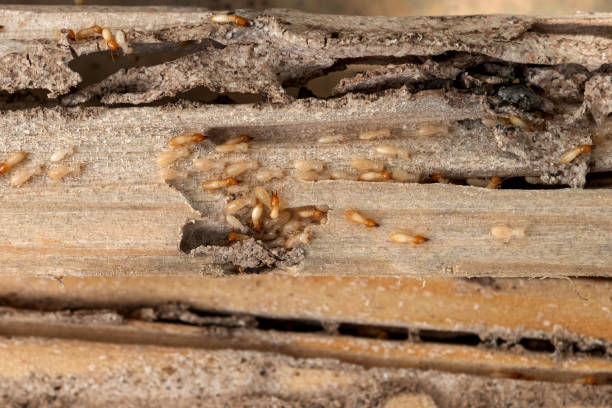 Best Emergency Pest Control  in Paradise Hills, NM