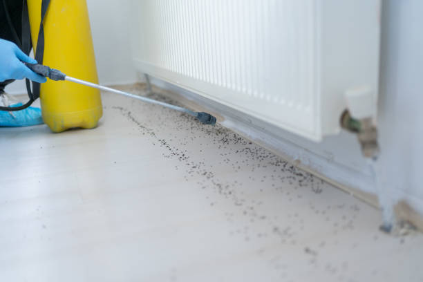 Best Mosquito Control Services  in Paradise Hills, NM